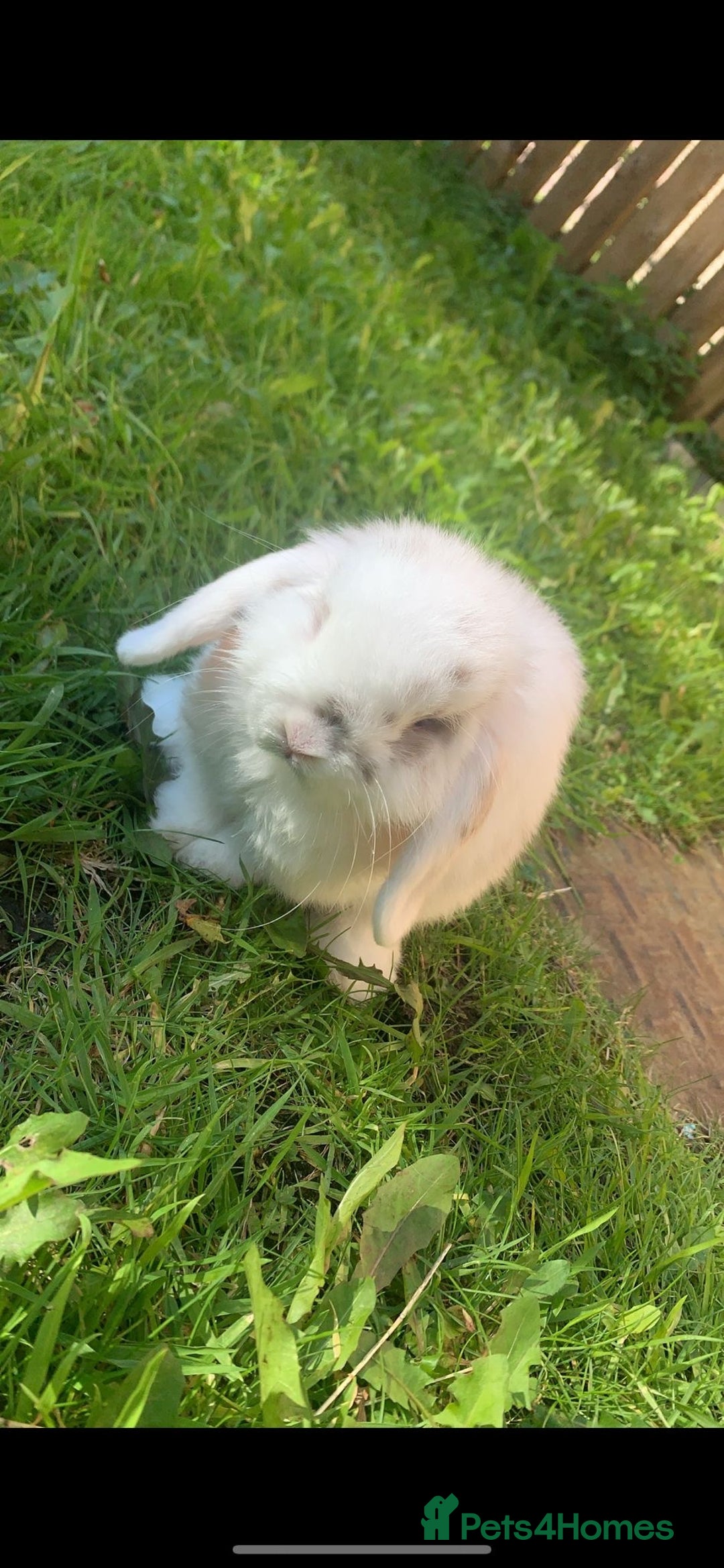 Mini Lop rabbits for sale: Mini lop - Image 2