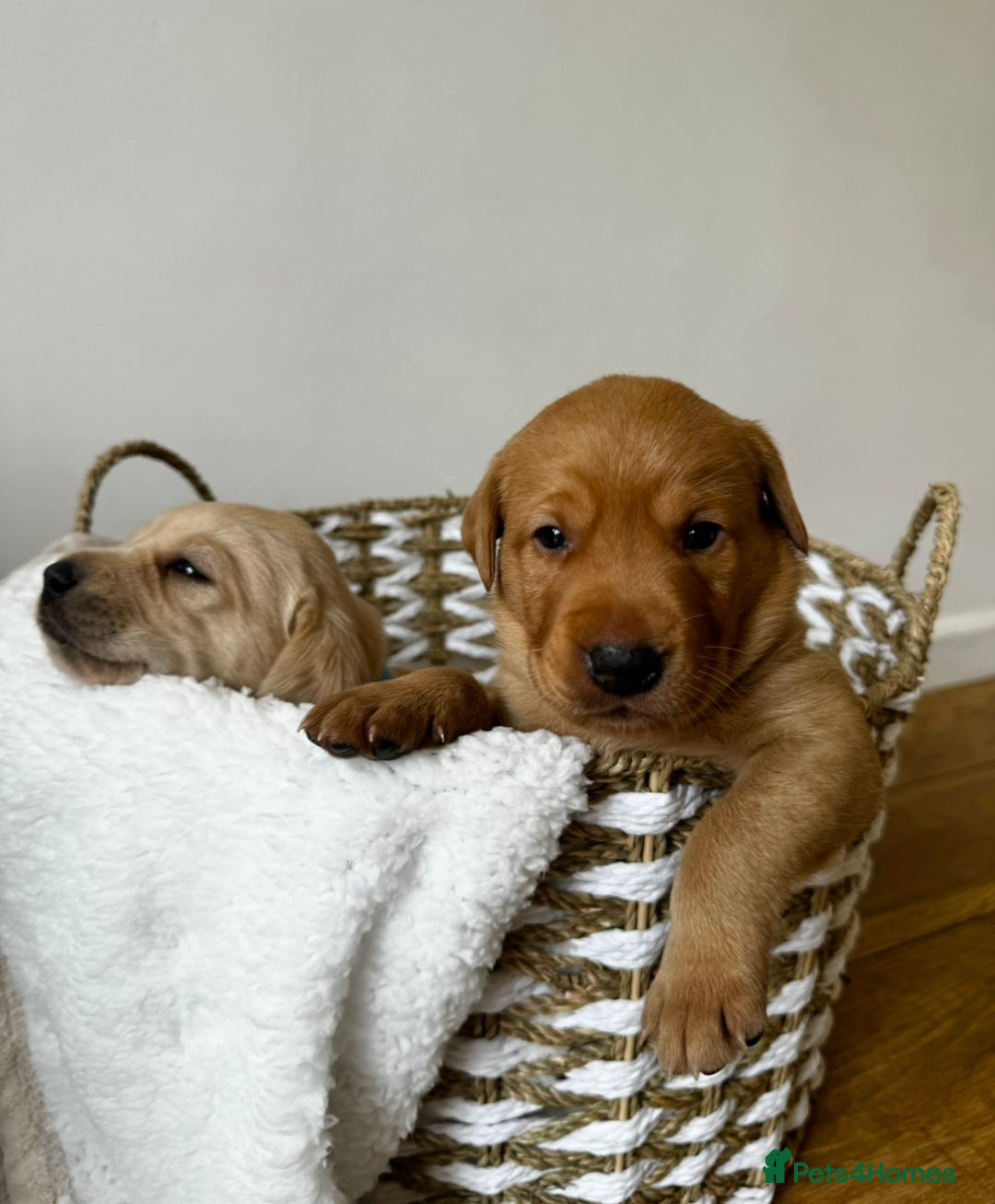 Labrador Retriever dogs for sale: Champion Bloodlines KC Labrador Retriever Puppies - Image 5