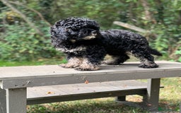 Cavapoo dogs for sale: Cavapoo puppies F1 health tested parents - Image 5