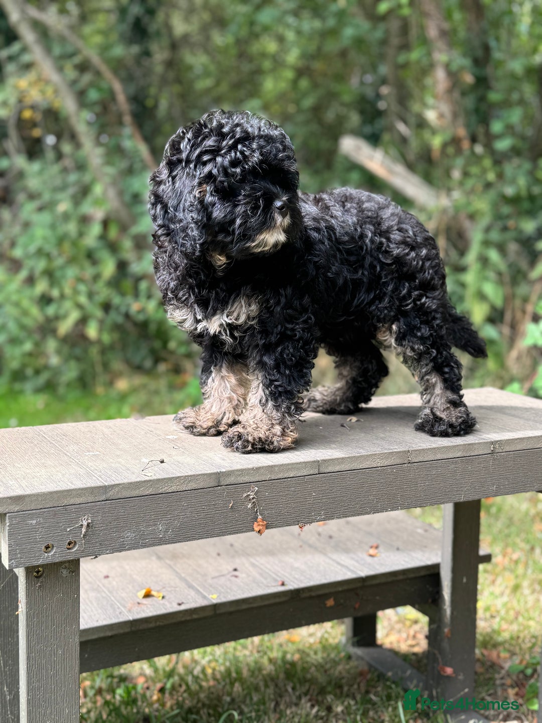 Cavapoo dogs for sale: Cavapoo puppies F1 health tested parents - Image 5