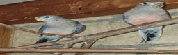 Parakeets birds for sale: Beautiful young Bourkes Parakeets - Advert 1