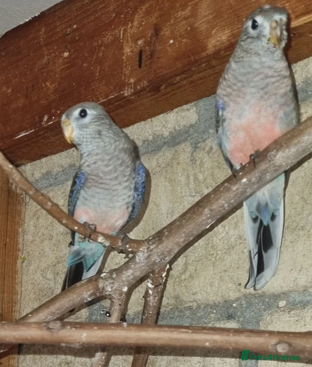 Parakeets birds for sale: Beautiful young Bourkes Parakeets - Advert 1