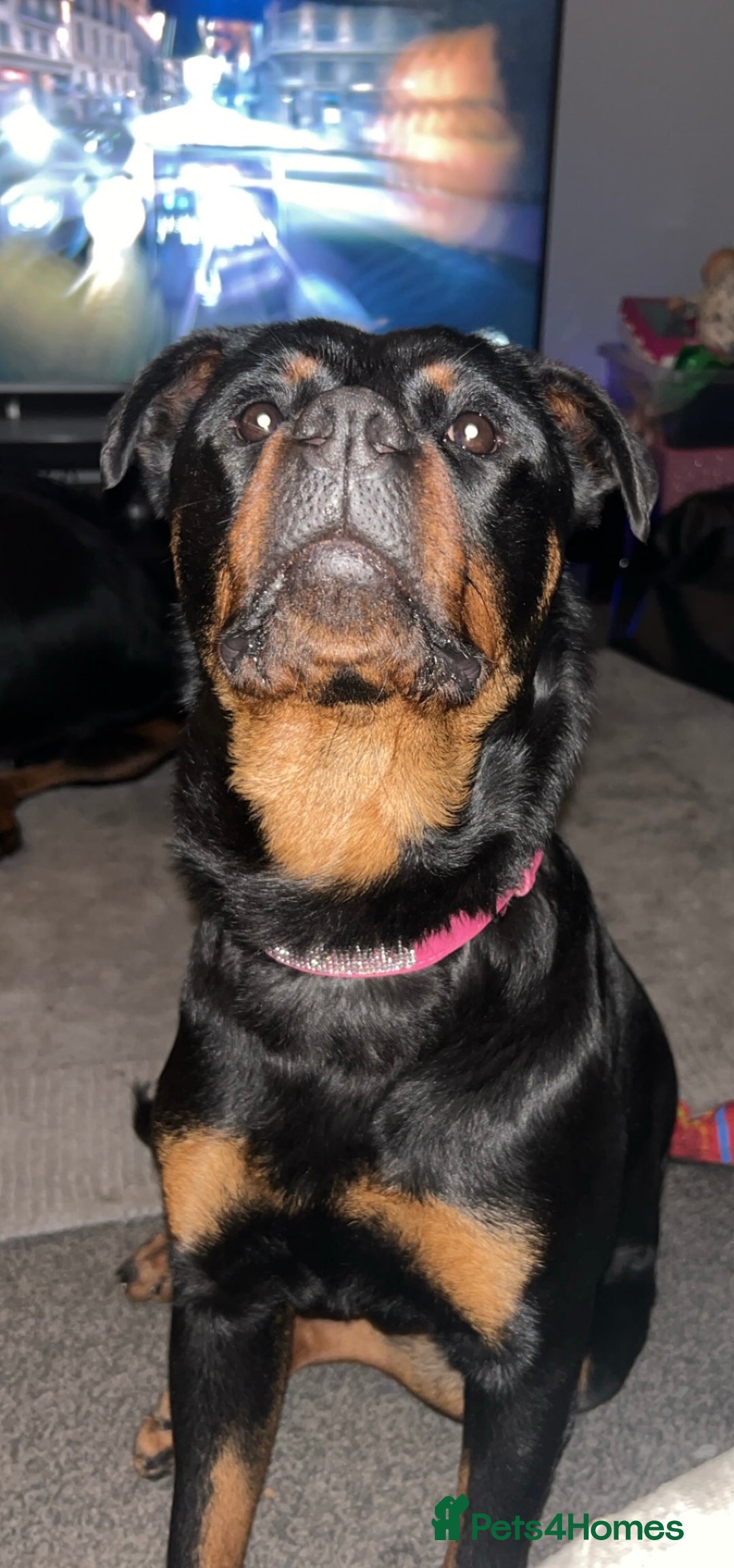 Rottweiler dogs for sale: Female Rottweiler  - Image 5