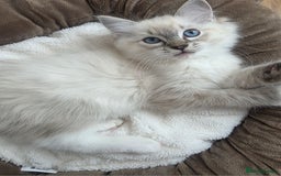Ragdoll cats for sale: Stunning Ragdolls kittens  - Image 2