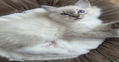 Ragdoll cats - Advert 16