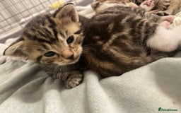 Mixed Breed cats for sale: BengalXTabby kittens LAST BOY LEFT NOW - Image 17