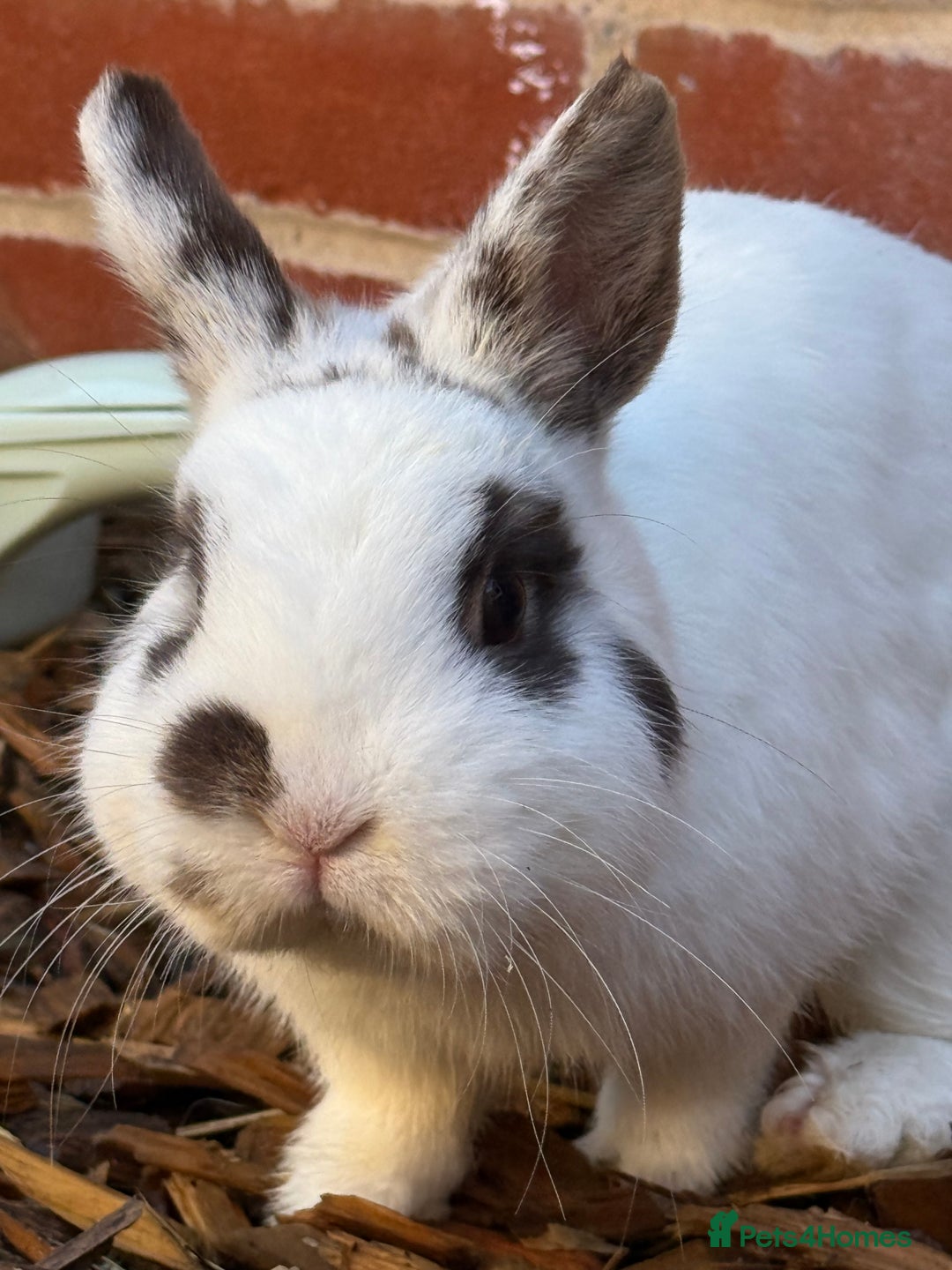 English rabbits for sale: 2 x Rabbits - Advert 5