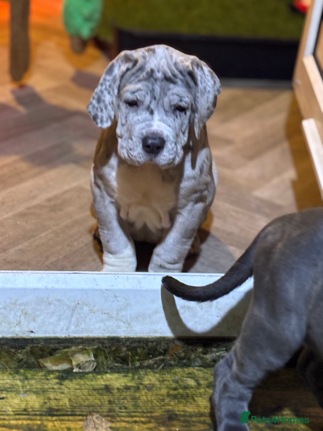 Neapolitan Mastiff dogs for sale: Mastiffs - Advert 5