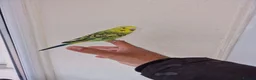 Budgerigars birds for sale: Super Hand Tamed Baby Budgie  - Advert 12