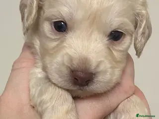 Cockapoo dogs Beautiful F2 Cockapoo puppies 🏡🐶 - Advert 4