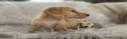 Miniature Dachshund dogs for sale: KC Longhaired Cream Miniature Dachshund Puppies - Advert 15