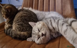 British Shorthair cats for stud: Silver Ticked Tabby British Shorthair GGCF Stud - Image 6