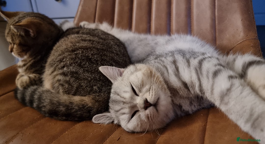 British Shorthair cats for stud: Silver Ticked Tabby British Shorthair GGCF Stud - Image 6