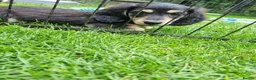 Miniature Dachshund dogs for sale: 🌟KC reg.Miniature LH Dachshund Puppies 🌟  - Advert 14