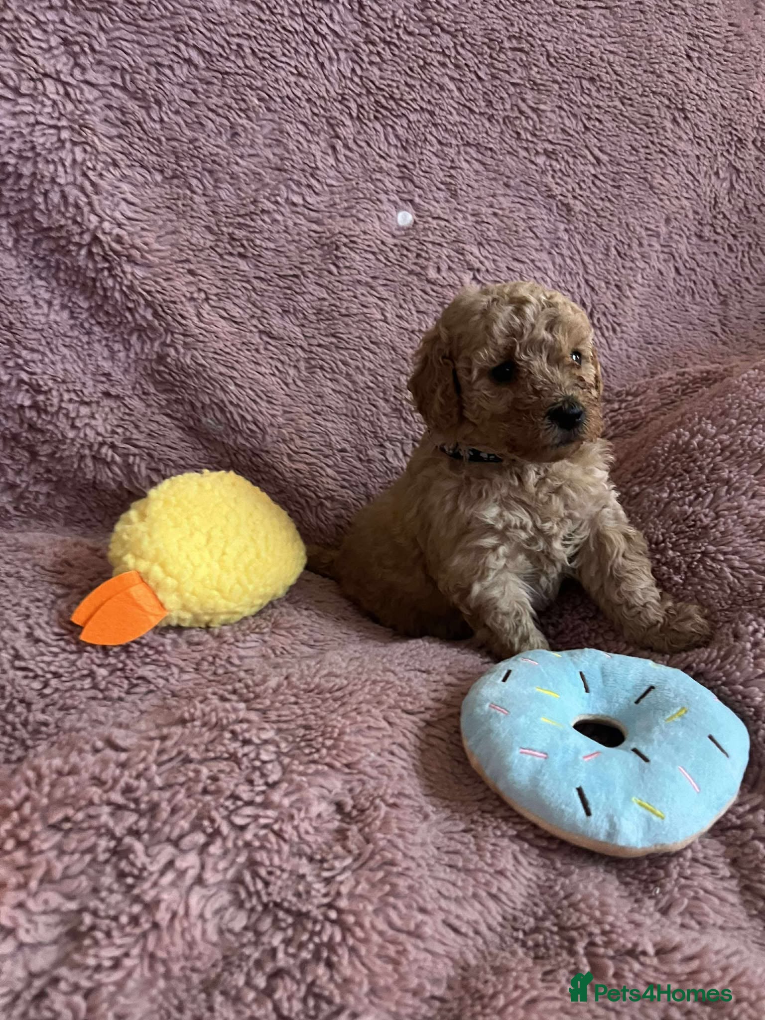 Miniature Poodle dogs Miniature Poodles!!! - Advert 5