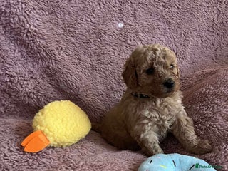 Miniature Poodle dogs Miniature Poodles!!! - Advert 1