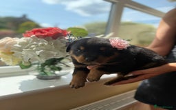 Rottweiler dogs for sale: Rottweiler puppies  - Image 6