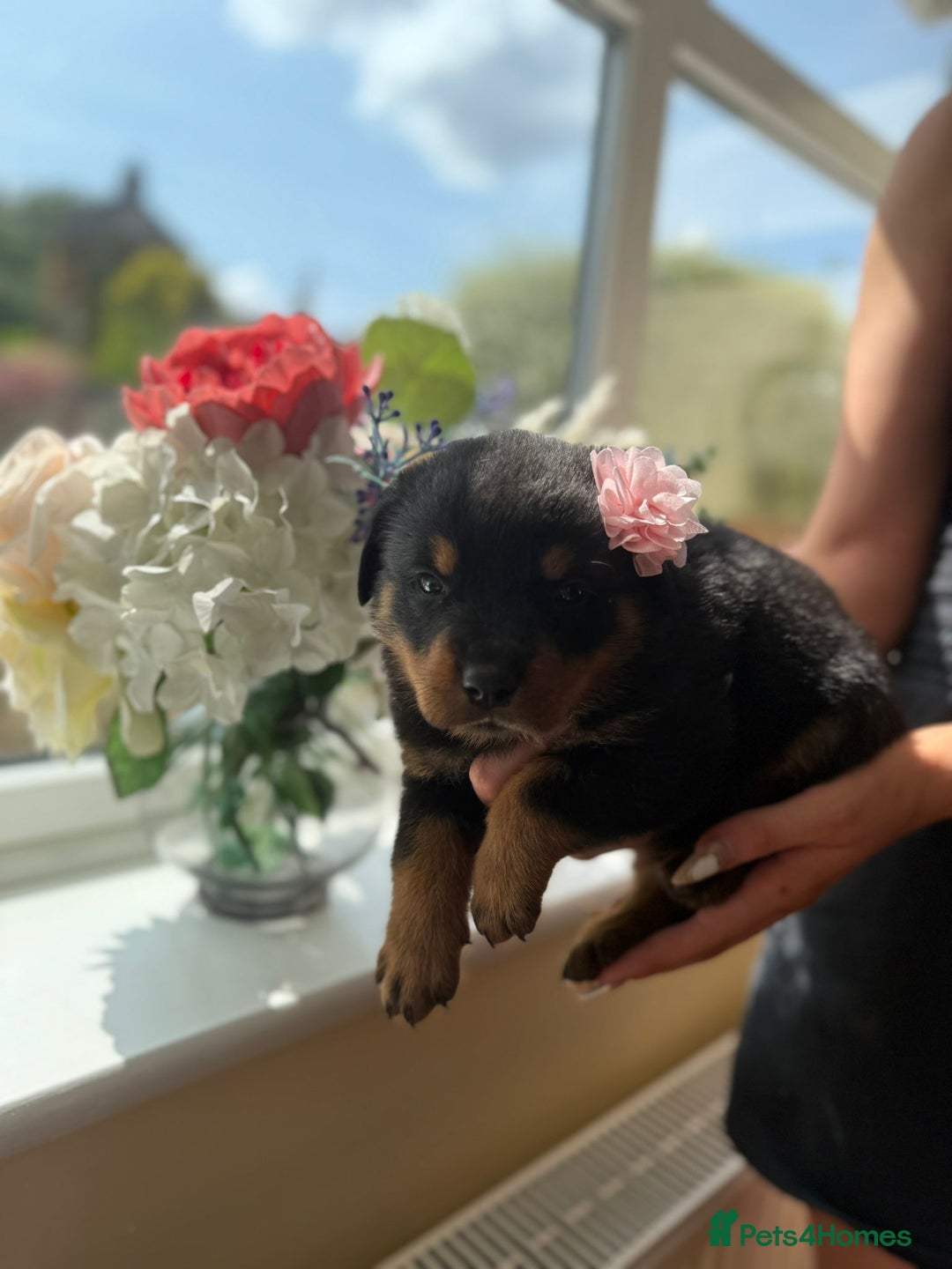 Rottweiler dogs for sale: Rottweiler puppies  - Image 6