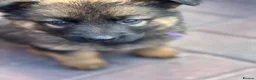 German Shepherd dogs for sale: german shepherd  in Barnsley - Advert 8