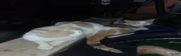 Turkish Van cats for sale: Turkis van  in Rochester - Advert 5