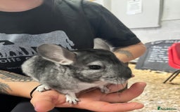 Chinchilla rodents for sale: Super friendly Chinchilla’s  - Image 5