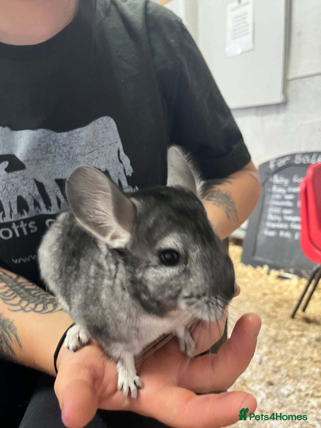 Chinchilla rodents for sale: Super friendly Chinchilla’s  - Image 5
