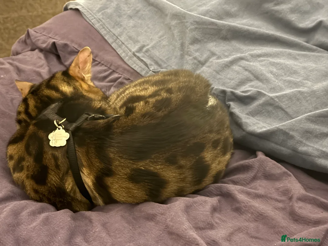 Bengal cats for stud: Stunning Bengal for stud - Advert 5