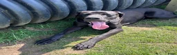 Great Dane dogs for stud: Proven KC Registered Great Dane for Stud - Advert 4