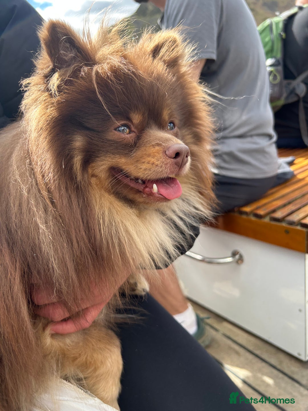 Pomeranian dogs for stud: Stud  - Image 2