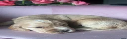 Mixed Breed dogs for sale: RARE MINIGOLDEN RETRIEVERS/DAKOTA SPORT RETRIEVERS - Advert 8