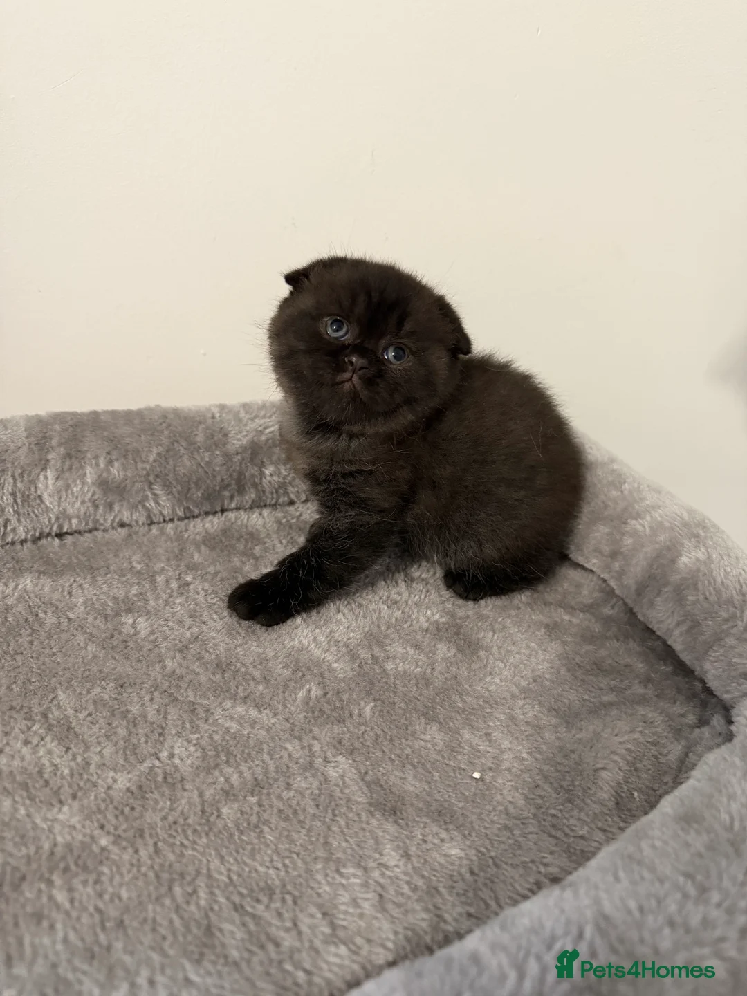 Scottish Fold cats for sale: Scottish fold female kitten pure breed in London - Advert 15