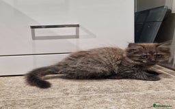 Maine Coon cats for sale: Gorgeous Half Maine Coon Boys and Girls  - Image 37