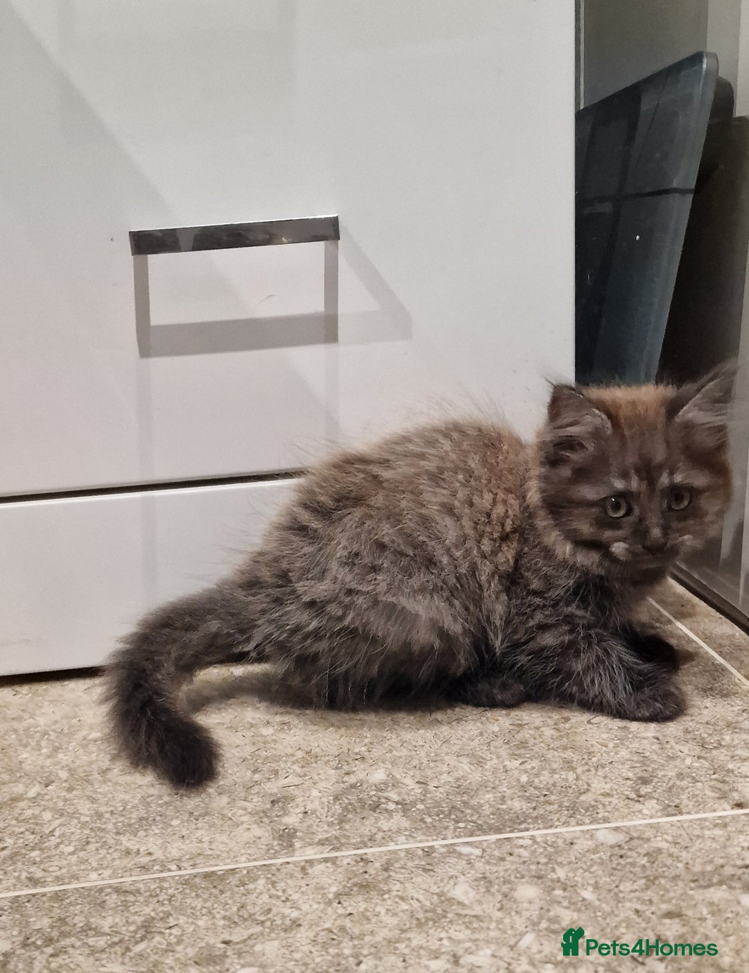 Maine Coon cats for sale: Gorgeous Half Maine Coon Boys and Girls  - Image 37