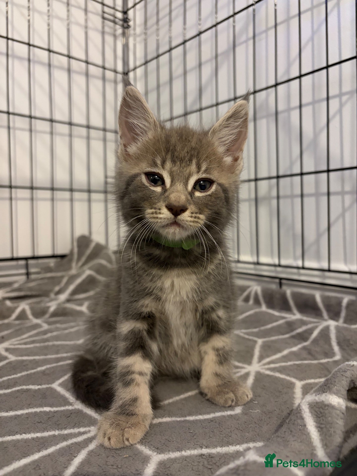 Mixed Breed cats Half Maincoon kittens  - Advert 10