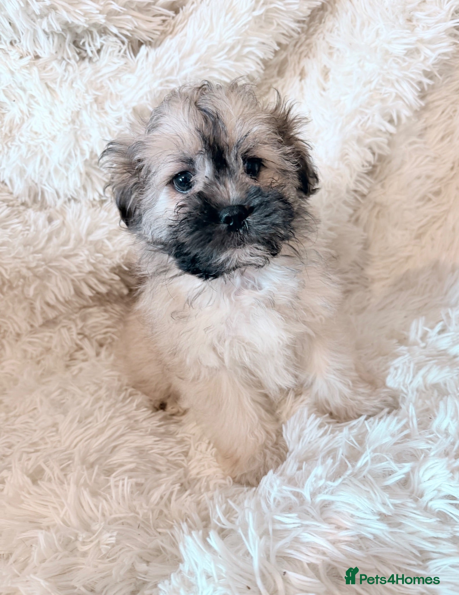 Mixed Breed dogs Peakapoo puppies 🐶  - Advert 2