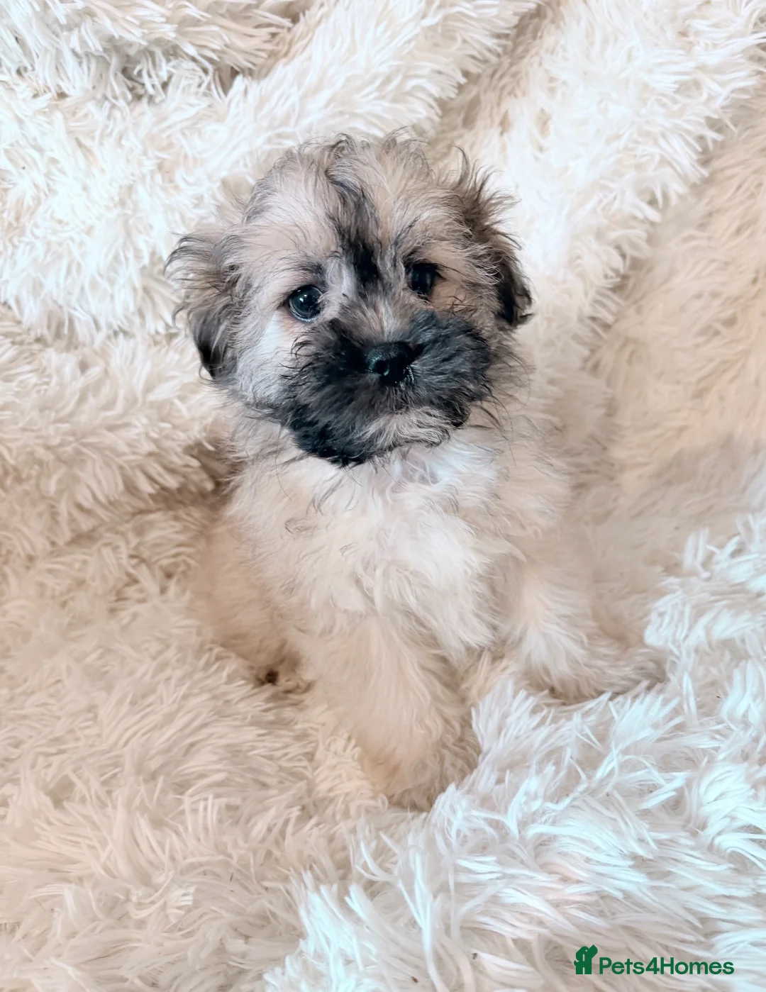 Mixed Breed dogs for sale: Peakapoo puppies 🐶  - Advert 2
