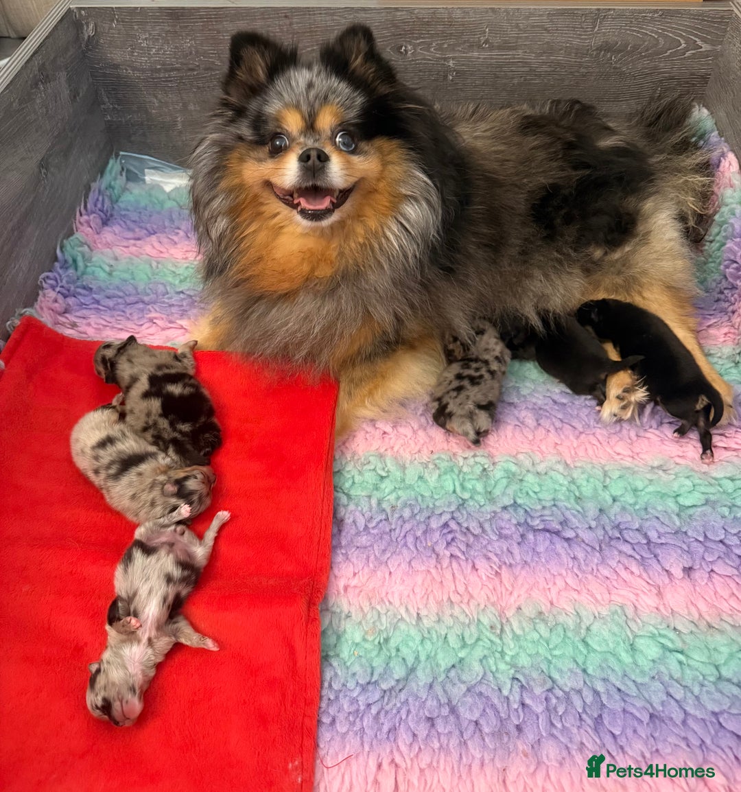 Pomeranian dogs for sale: Rare Beautiful Merle Pomeranians 💎 - Advert 10