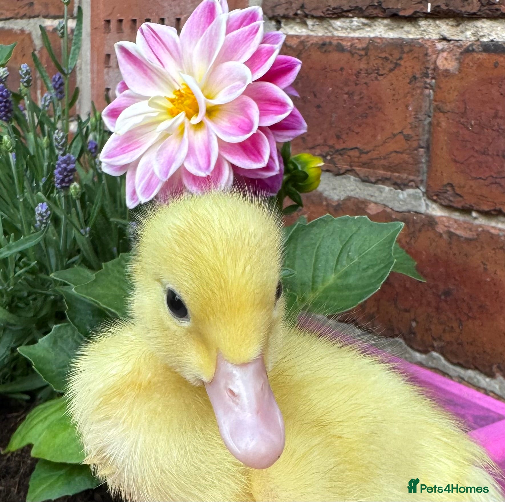 Ducks poultry Beautiful friendly Ducklings - Advert 1