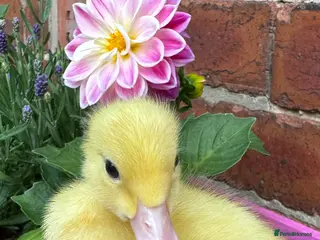 Ducks poultry for sale: Beautiful friendly Ducklings - Advert 2