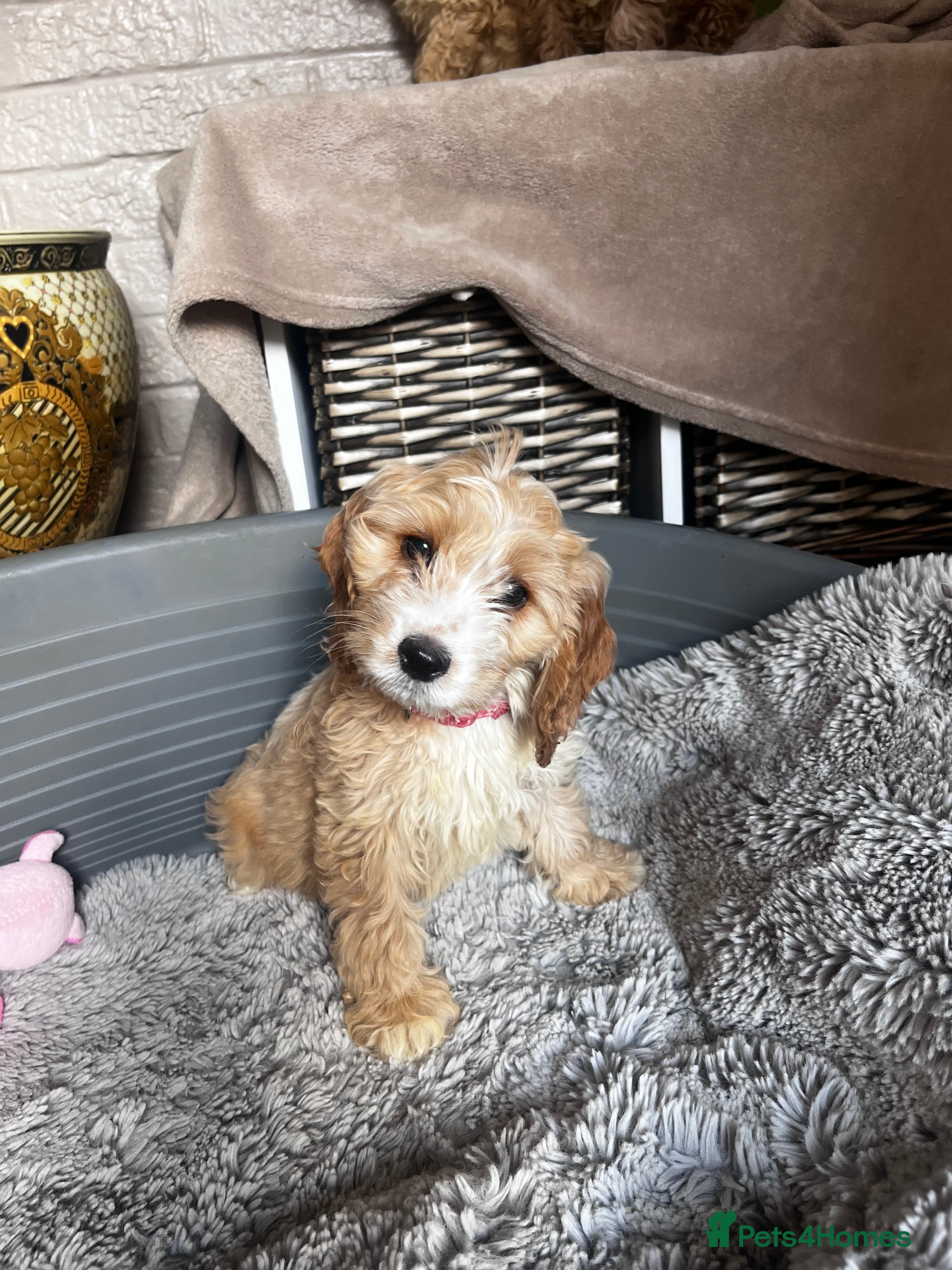 Cockapoo dogs KC Parent Show Type Miniature Cockerpoo Puppies  - Advert 1