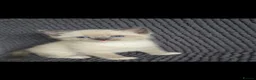 Mixed Breed cats for sale: Ragdoll x kittens - Advert 4