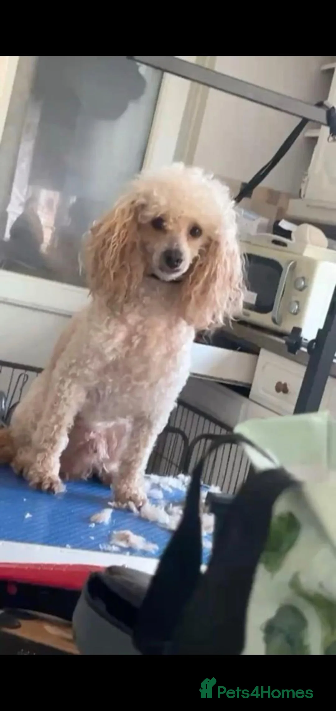 Miniature Poodle dogs for sale: poodle puppys  - Advert 2
