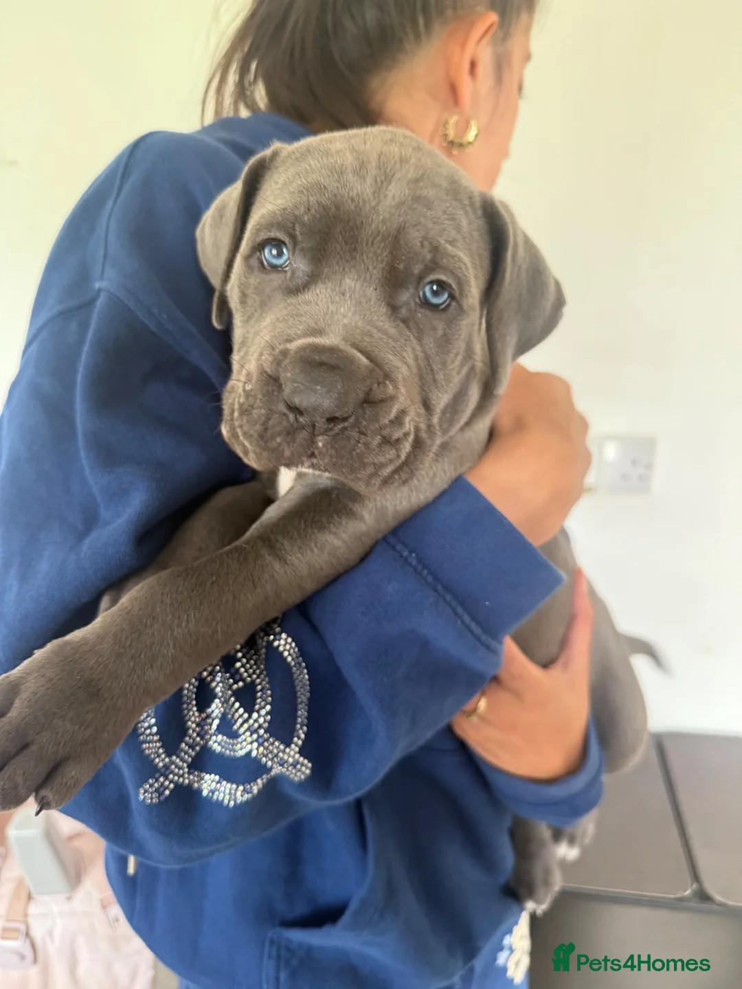 Cane Corso dogs for sale: 2 beautiful chunky cane corso male puppies  - Advert 2