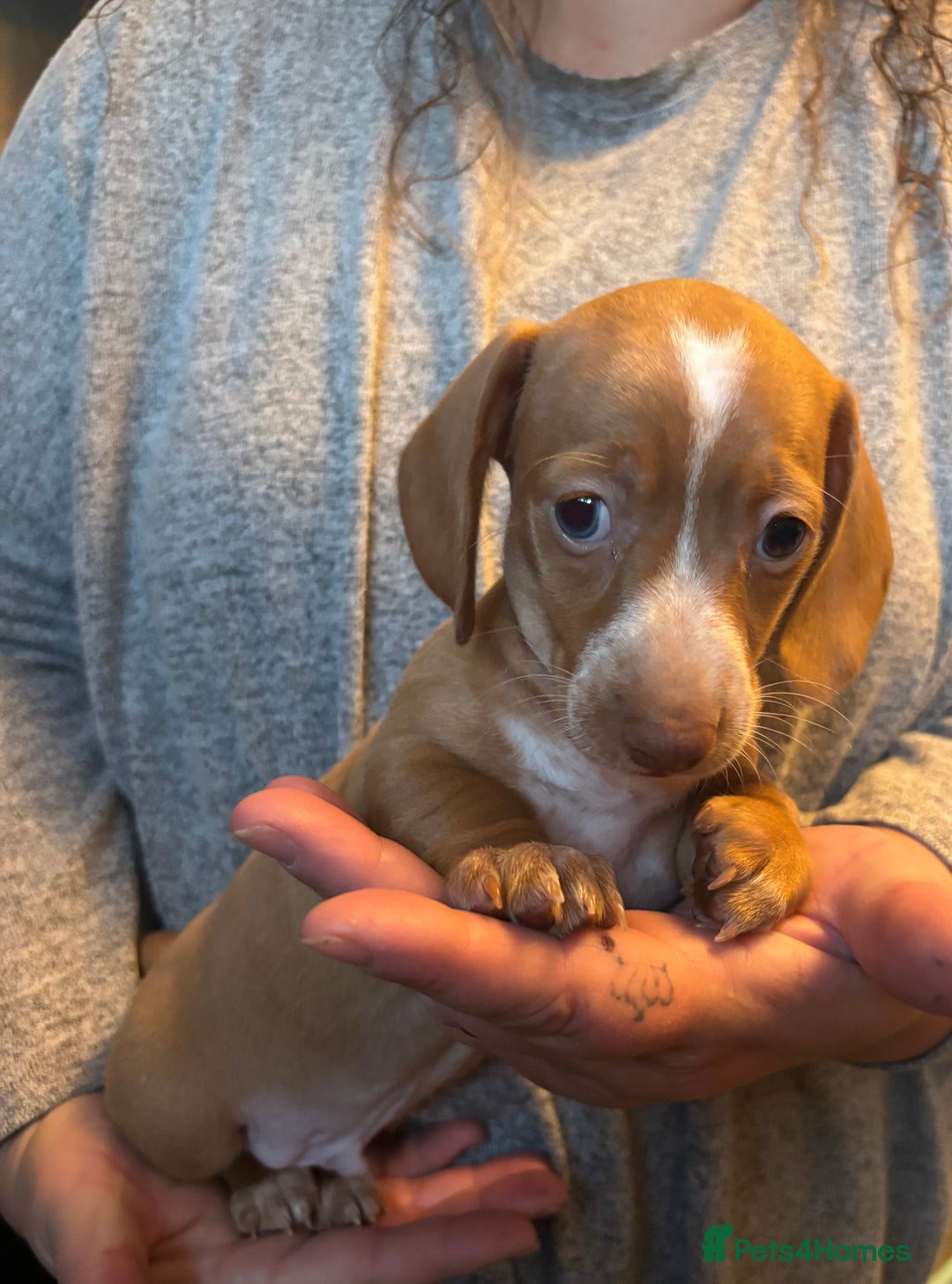 Miniature Dachshund dogs for sale: Kc registered Miniature dachshund puppies  - Image 6