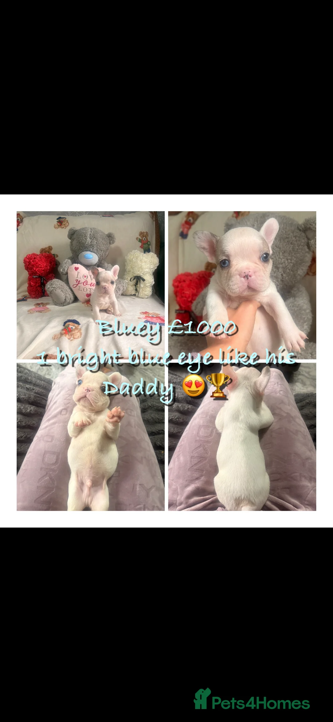 French Bulldog dogs for sale: 🏆 FRENCH BULLDOG 🏆 - Advert 3