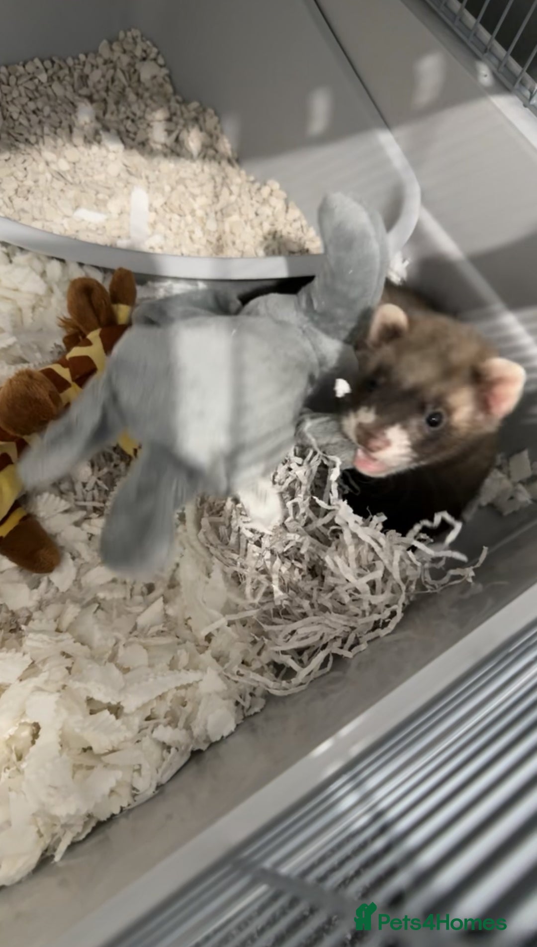 Ferret rodents for sale: 2 gorgeous ferrets  - Image 3