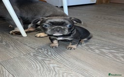 French Bulldog dogs for sale: Adorable Purebred Female French Bulldogs Ready! - Advert 18
