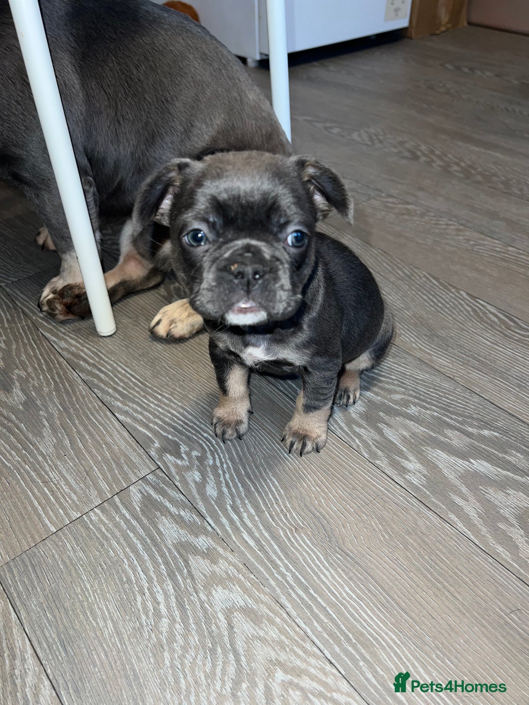 French Bulldog dogs for sale: Adorable Purebred Female French Bulldogs Ready! - Advert 18