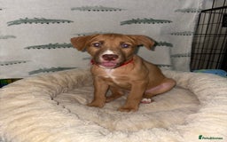 Mixed Breed dogs for sale: 6 Beautiful Fur Babies - Image 24