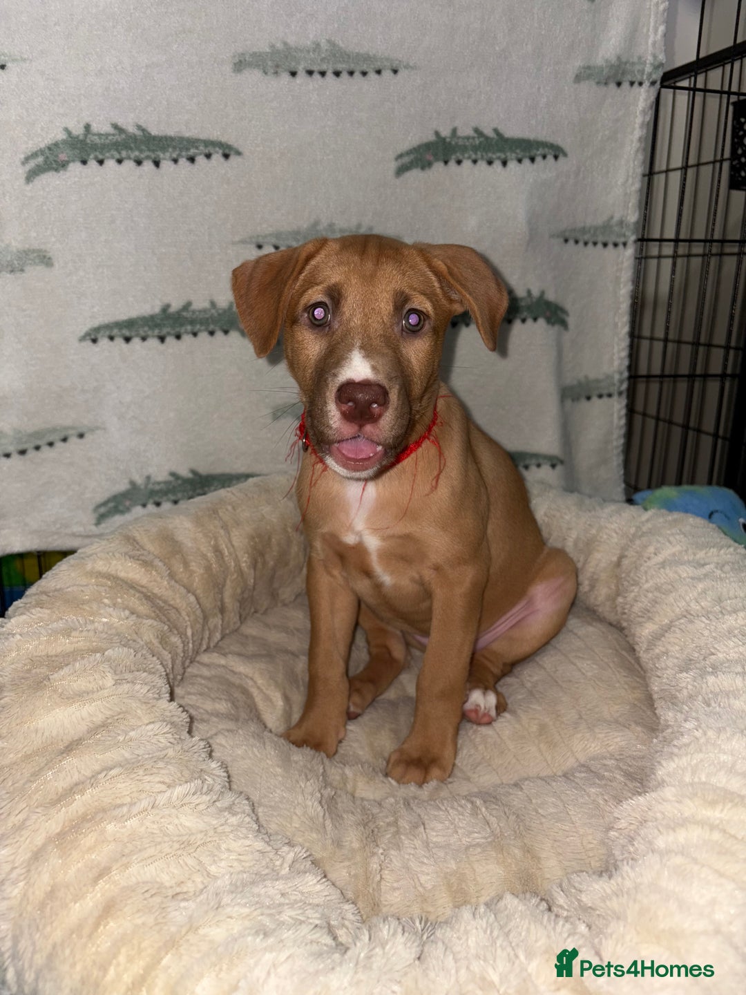 Mixed Breed dogs for sale: 6 Beautiful Fur Babies - Image 24